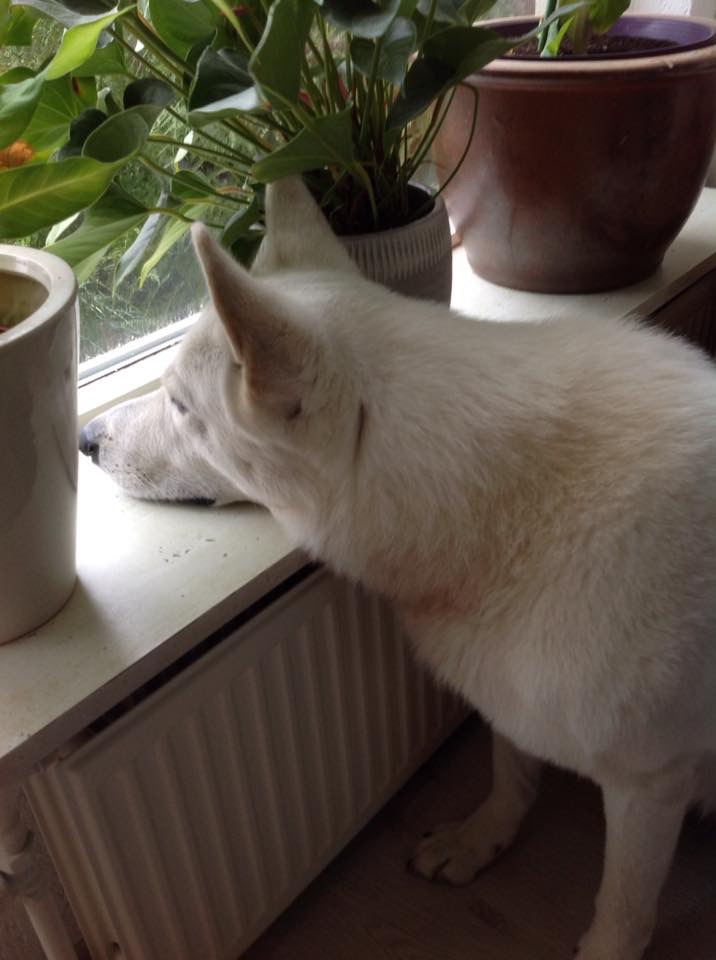 jaro kijkt naar buiten toe