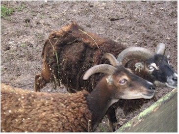Stoere bokken Stoere bokken