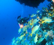 duikvakantie malediven