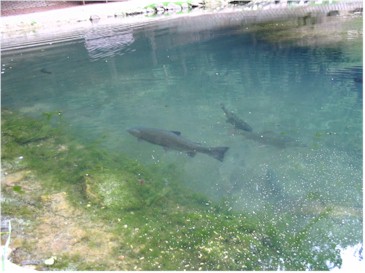 Forellenvijver Forellenvijver