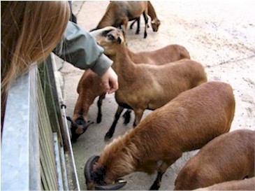 Geitjes aaien en voeren Geitjes aaien en voeren
