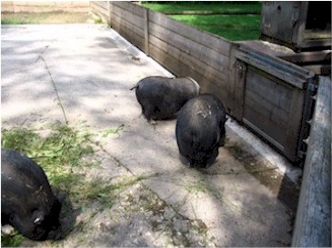 Hangbuikzwijntjes Hangbuikzwijntjes