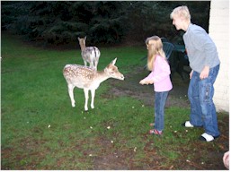 Kids voeren de reeën