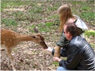 Ree voeren Ree voeren