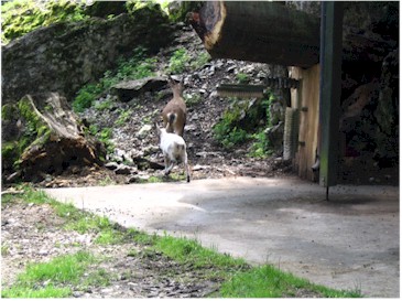 Klimmende steenbokken Klimmende steenbokken