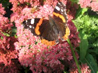 Atalantavlinder op Sedum