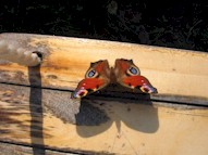 Dagpauwoog op de schommel