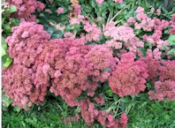 Sedum Spectabile